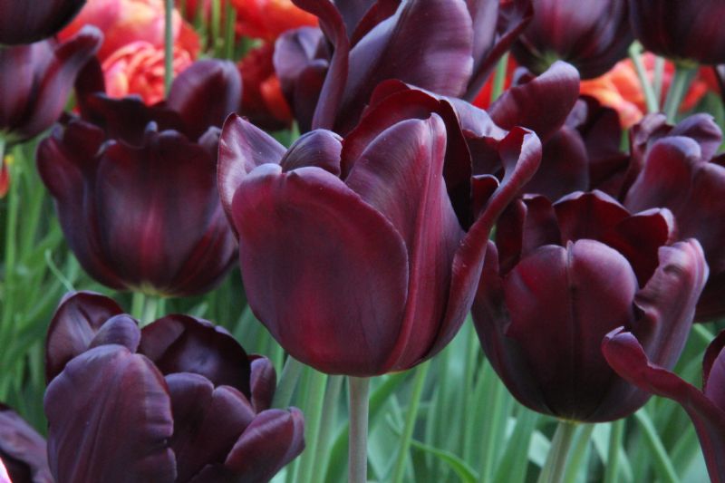 Tulipa 'Continental' bestellen